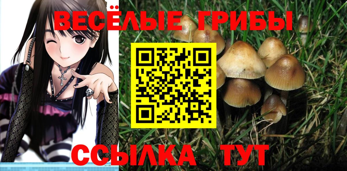 Галлюциногенные грибы Psilocybine cubensis Реутов